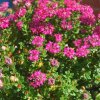 Pimelea ferruginea